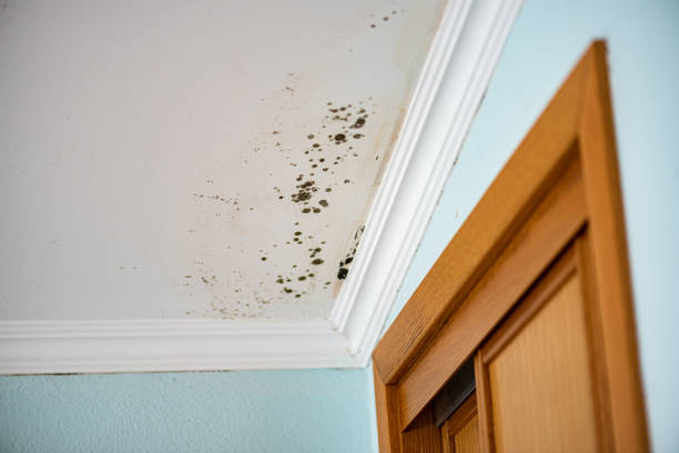 Best Emergency Mold Removal  in Newfoundland, NJ