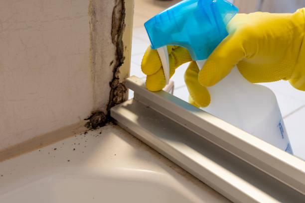Best Toxic Mold Removal  in Newfoundland, NJ