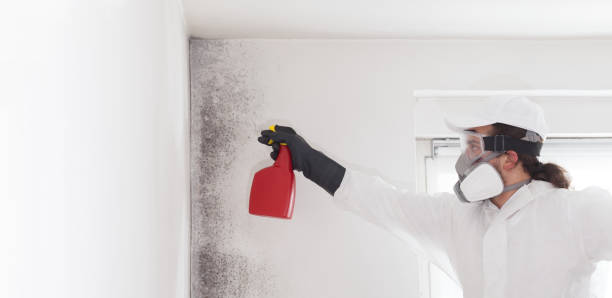 Best Mold Damage Repair  in Newfoundland, NJ