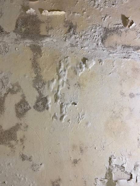 Best Mold Testing  in Newfoundland, NJ