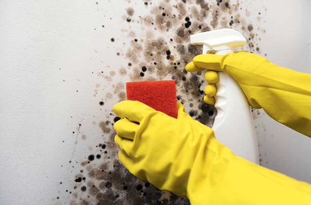 Best Residential Mold Removal  in Newfoundland, NJ