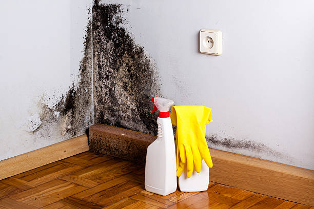 Best Professional Mold Removal  in Newfoundland, NJ