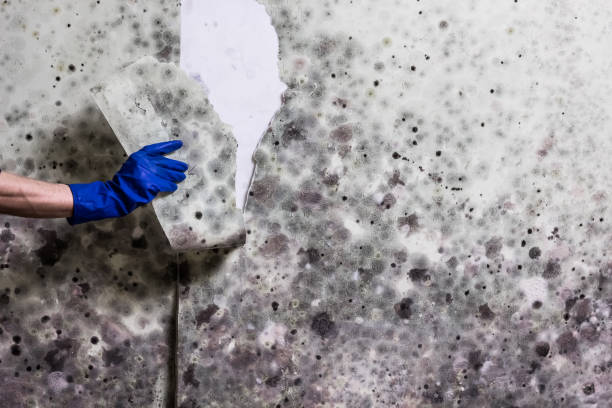 Best Office Mold Removal Services  in Newfoundland, NJ