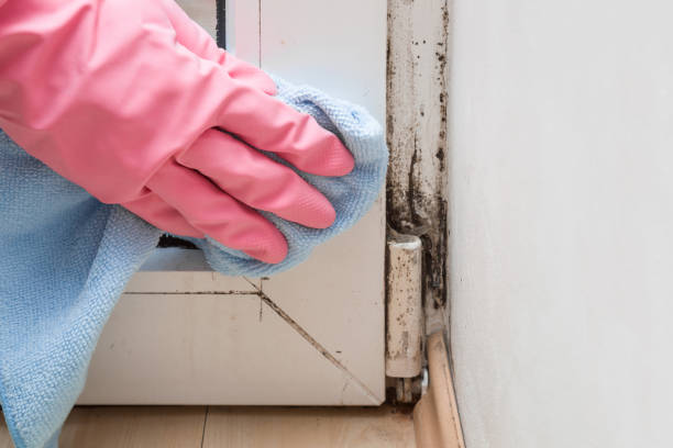 Best Mold Testing  in Newfoundland, NJ