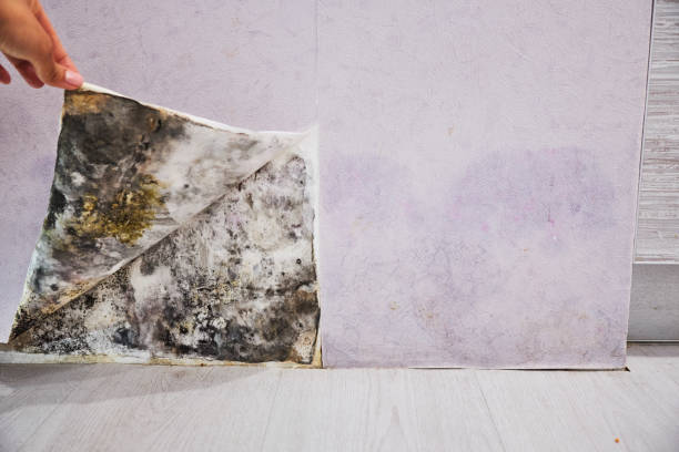 Best Affordable Mold Removal  in Newfoundland, NJ